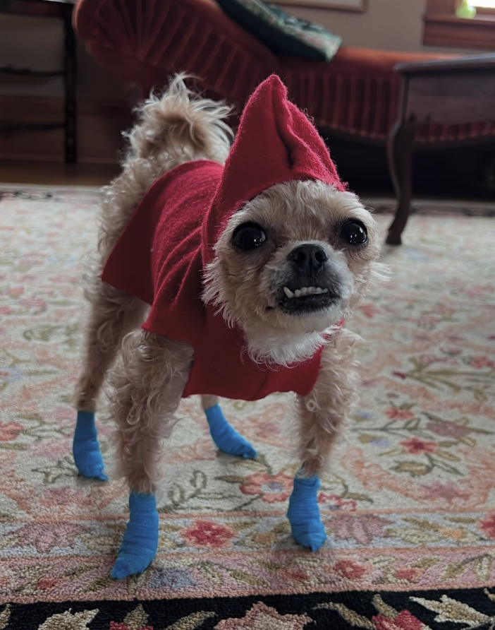 Original dog photo